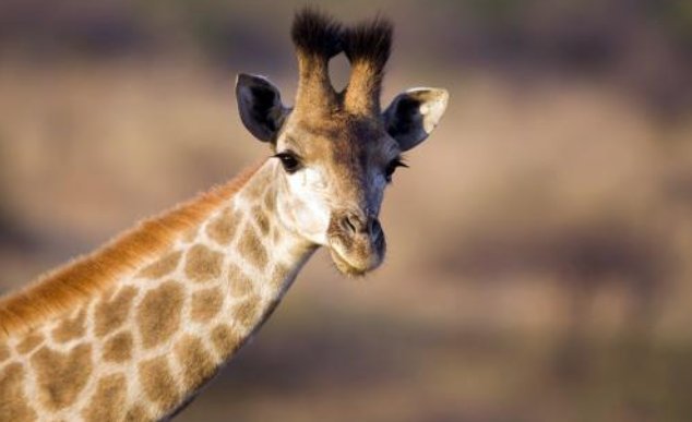 45种野生动物今年年底前停止养殖，禁养会不会衍生出盗猎？