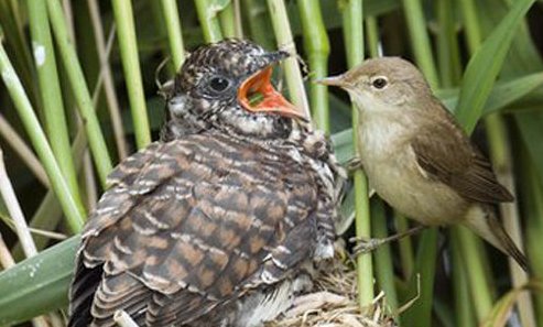 布谷鸟叫声奇特，它还有哪些别称？