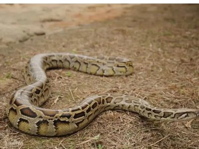 蟒蛇是几级保护动物？