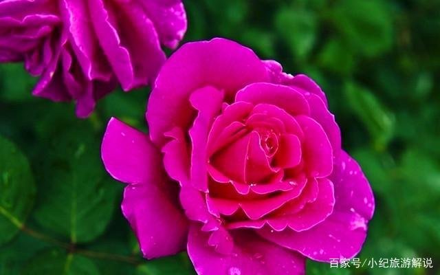 月季啥时候种植比较合适呢？