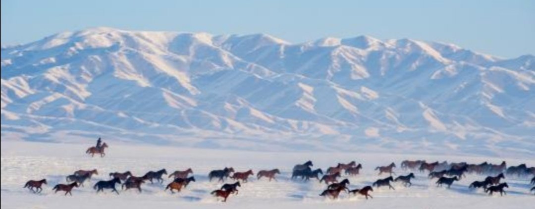 新疆昭苏万马雪中奔腾，这一磅礴景观有吸引到游客吗？
