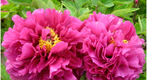 1月开什么花?2月开什么花?......12月开什么花?