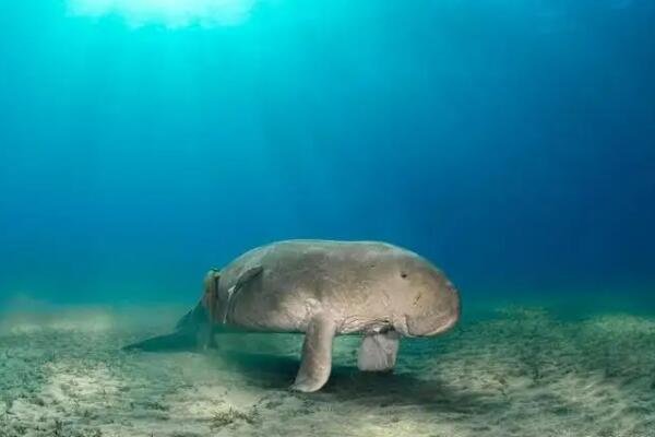 长江白鲟之后，“美人鱼”也在我国“灭绝”！物种灭绝是什么原因造成的？