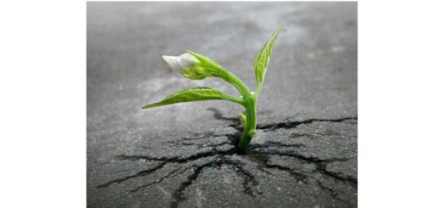 中国计算机博士生在美自杀，这背后有哪些原因？