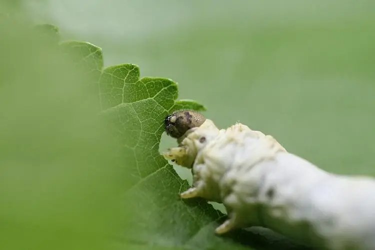 春蚕象征着什么人?