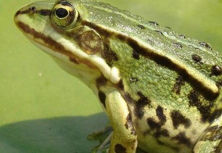 青蛙的资料(50字以内)
