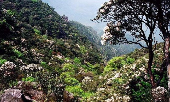 福建发现全球新物种：天宝岩肿腿迷甲，这是种什么样的生物？