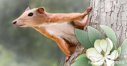 世界上最大的猴子和最小的猴子是什么？