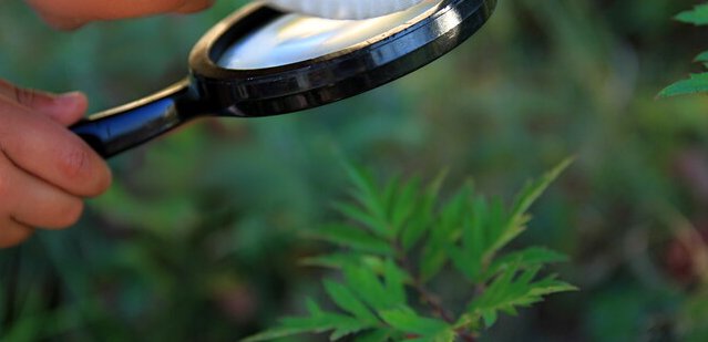 福建发现全球新物种：天宝岩肿腿迷甲，这是种什么样的生物？