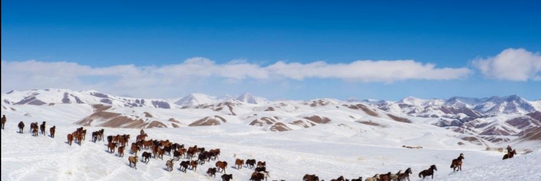 新疆昭苏万马雪中奔腾，这一磅礴景观有吸引到游客吗？