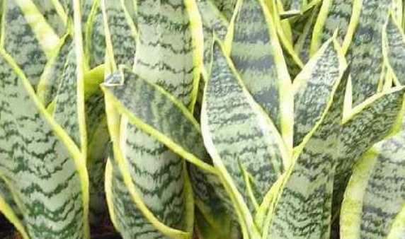 什么是虎皮兰？