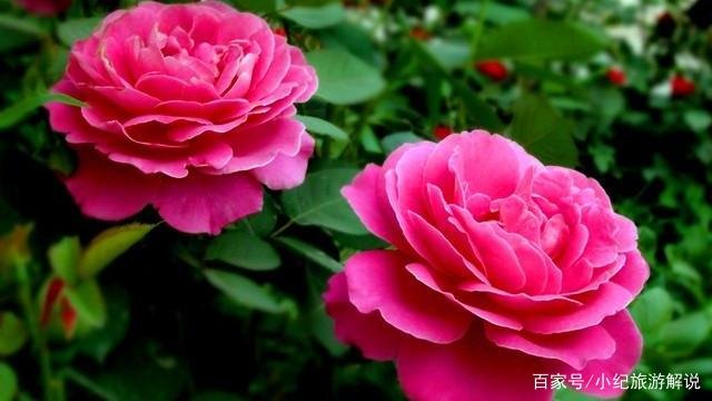 月季啥时候种植比较合适呢？