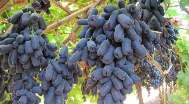 蓝宝石葡萄该如何种植？