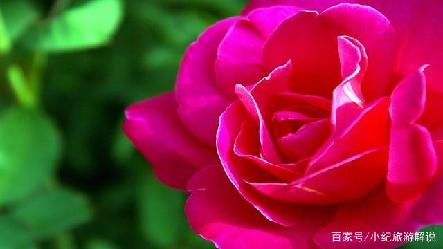 月季啥时候种植比较合适呢？