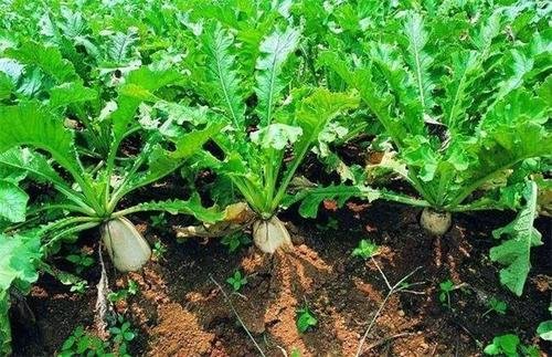 广东小伙被丁真种草种萝卜，他经历了哪些坎坷？