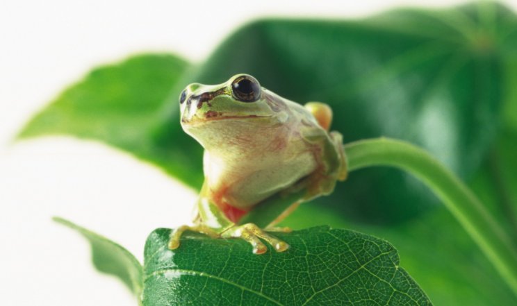 青蛙有什么作用