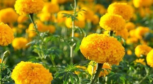 1月开什么花?2月开什么花?......12月开什么花?