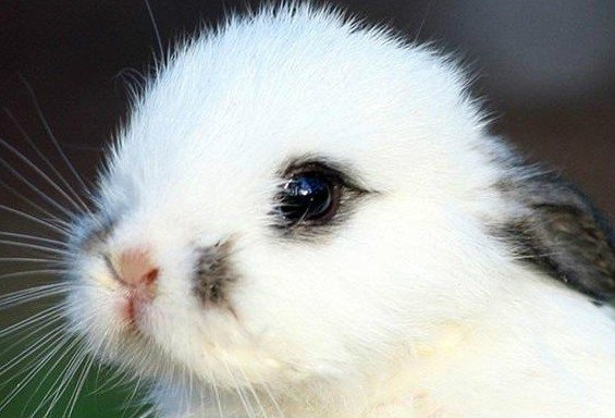 毛茸茸,亮晶晶,蓬松松,沉甸甸的拼音