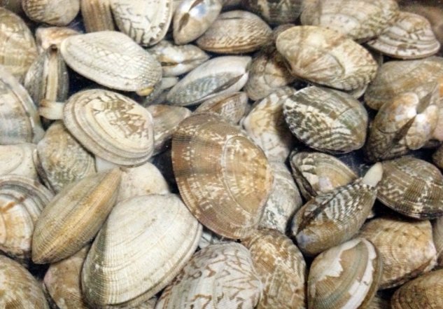 “花蛤”的“蛤”读ha还是读ge?