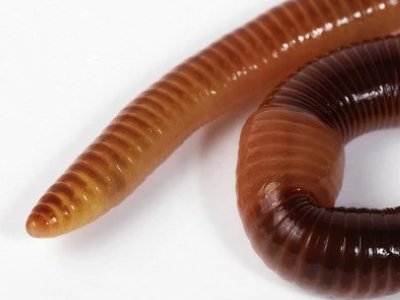 一位南大博士，放弃200万年薪回村养蚯蚓，她为什么这么做？