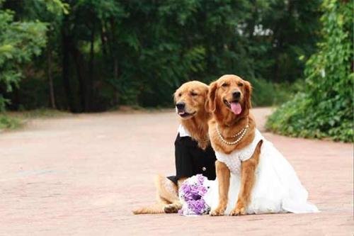 为什么说咬人的狗不叫?