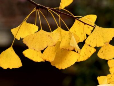 谁能说出几种什么树叶像什么的句子