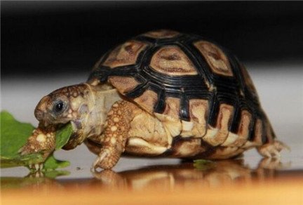 如何买乌龟