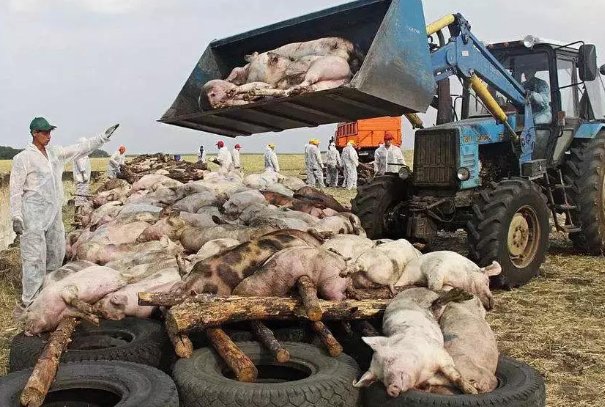 非洲猪瘟对人有影响吗？