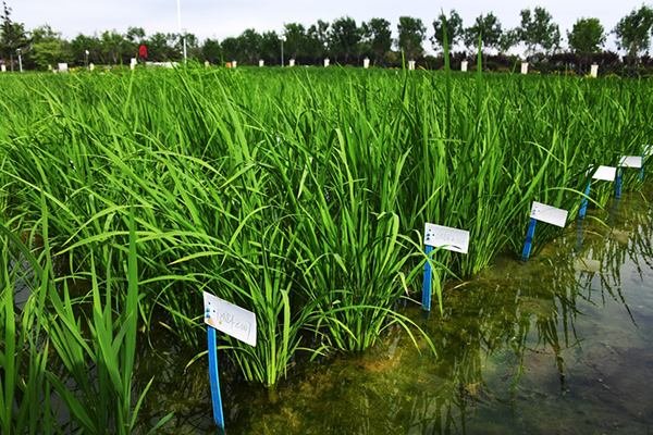 海水稻和淡水稻两者的口感有什么区别吗？