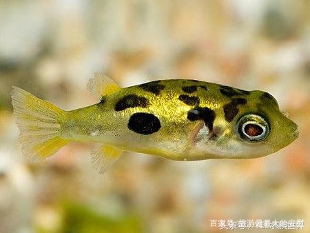 河豚鱼真的有毒吗？