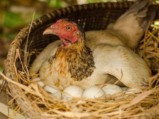 怎样才能正确扦入母鸡蛋道？