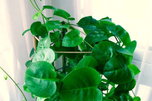 三七有几种图片