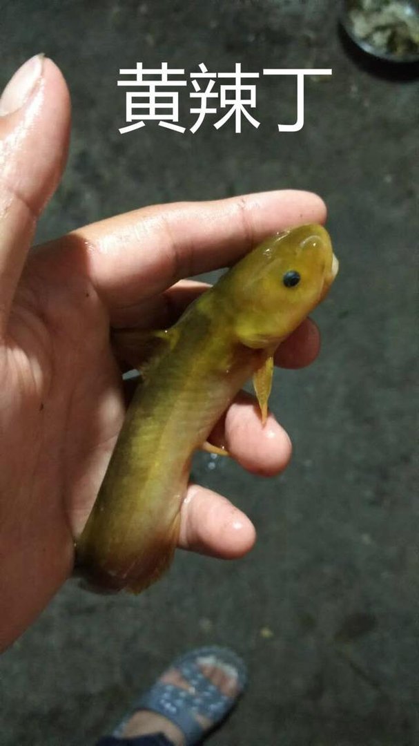 三角峰与黄辣丁有什么区别？