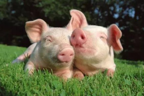 非洲猪瘟对人有影响吗？