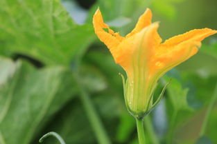 南瓜花是雄花还是雌花呢？该如何判断？