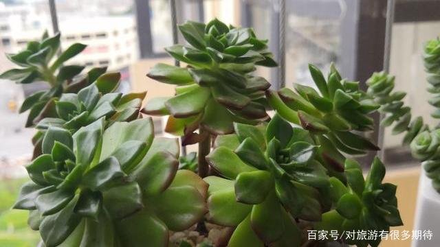 请问多肉叶片散开下垂是怎么回事？