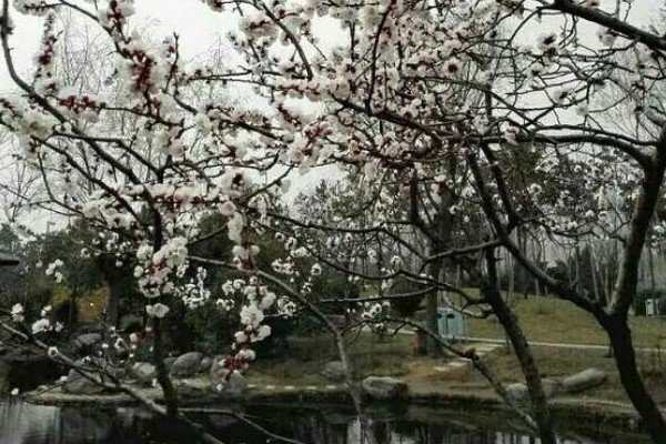 “杏花疏影里 吹笛到天明”是什么意思？