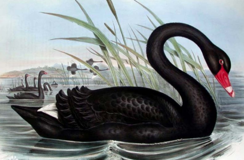 什么是”灰犀牛，什么是“黑天鹅”