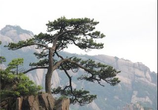 请帮忙解释《题长松图》，不胜感激：郁郁长松涧壁生，亦高亦下半天青。偶然遥和风篁韵，如听琴台万古声。