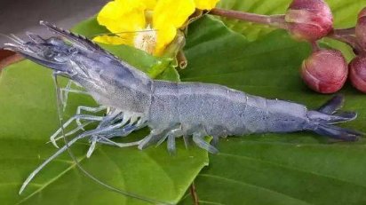 沼泽蓝虾养殖在水源充足的地方，适宜水深为多少米合适？