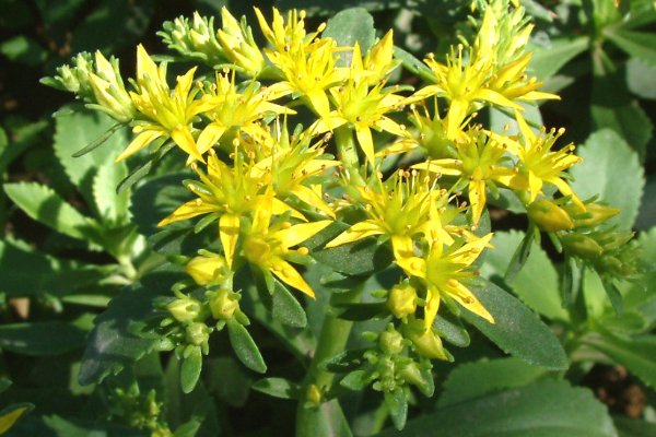 三七有几种图片