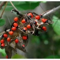 相思子毒素可以让人产生幻觉吗