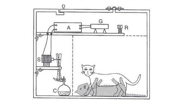 电影彗星来的一夜官方结局是什么意思？