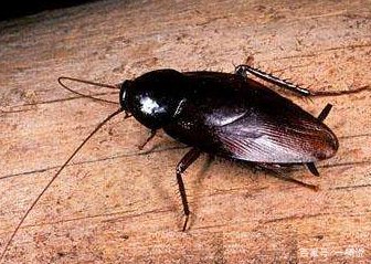 蟑螂什么情况下会飞?