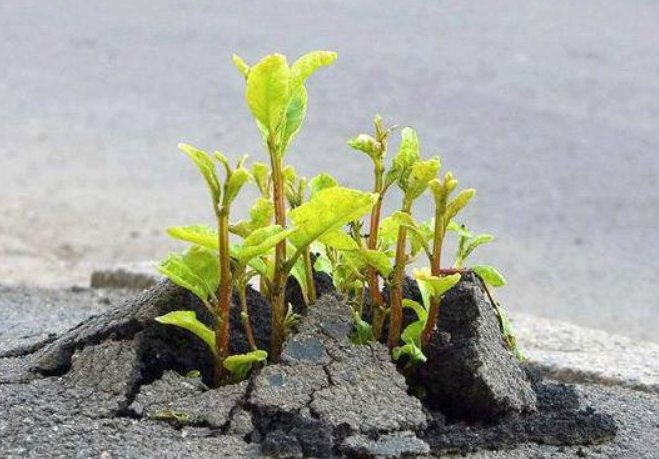 纤弱是什么意思