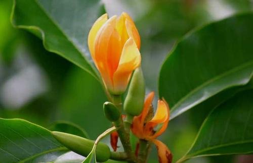 佛教中的五树六花是什么？为什么寺院必须要种这些植物？