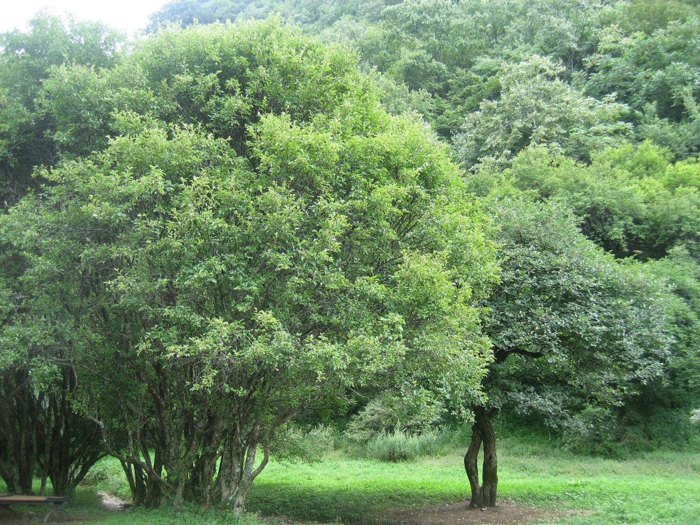 说说青冈树有什么作用？