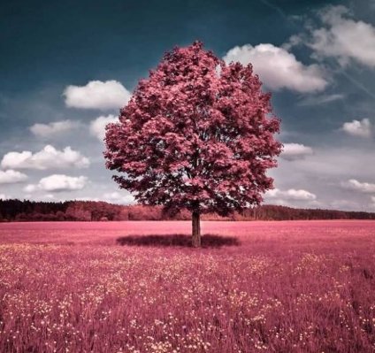 如果有来生，要做一棵树，站成永恒，没有悲欢的姿势。一半在尘土里安详，一半在风里飞扬