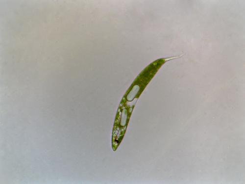 眼虫是动物还是植物