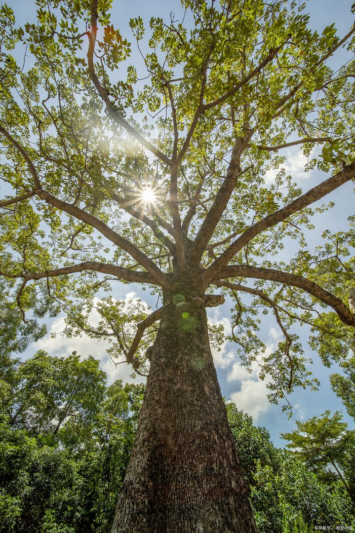 庄子说的“无用之用，方为大用”，究竟是什么意思？